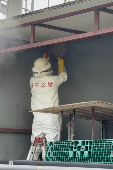 대구소방안전본부, 여름철 벌 쏘임 주의보… 절반 이상 8·9월 집중