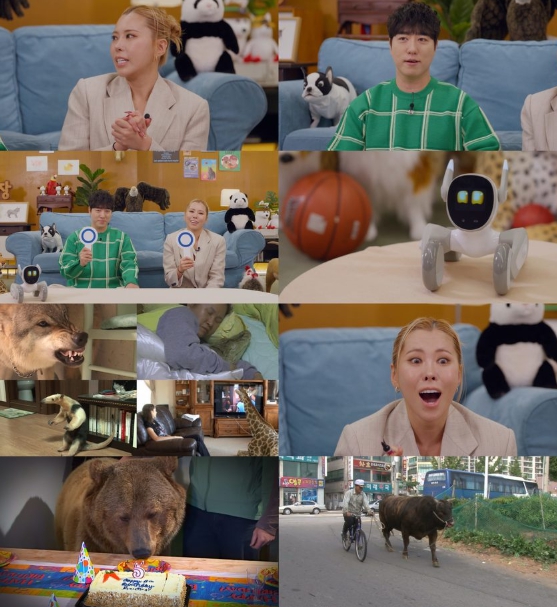 [SBS TV 동물농장] 진짜 사이 숨어든 가짜AI 동물 찾기!