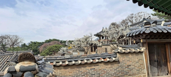 문화재청, 창덕궁·덕수궁에 내려온 봄 맞으러 오세요