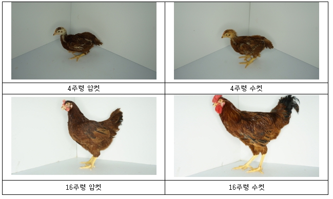 농촌진흥청, 같은 유전자라도 닭 성별 따라 성장에 끼치는 영향 달라
