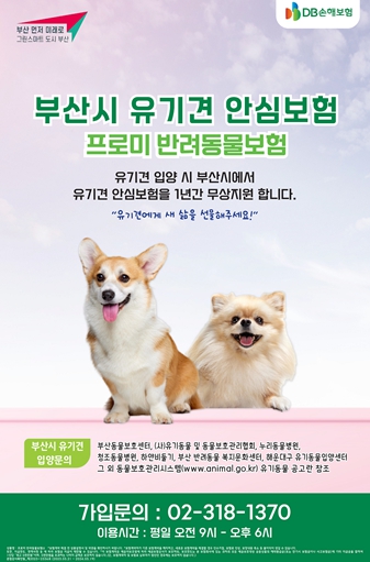 부산시, 유기견 입양 시 1년간 펫보험 무료 지원… 질병·상해·배상 보장