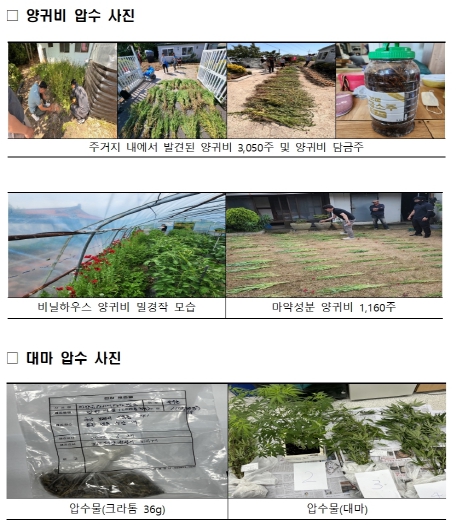 해양경찰청, 4개월간 대마·양귀비 집중 단속으로 불법 사범 311명 적발, 양귀비 약 1만7천 주 압수