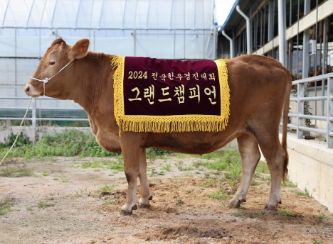 경북 한우, 전국한우경진대회에서 대통령상(그랜드챔피언) 수상