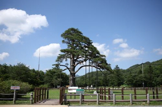 정이품송1233.663.jpg