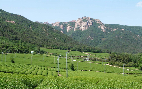 img_01_13_01강진다원.jpg